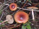 pholiota velaglutinosa